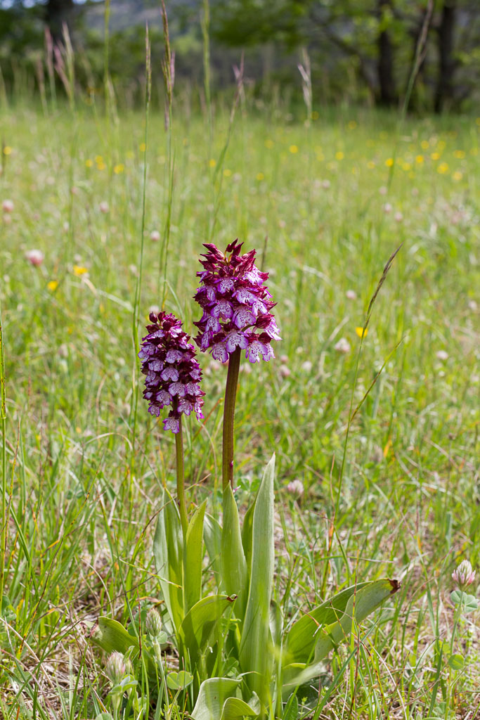 Orchis purpurea