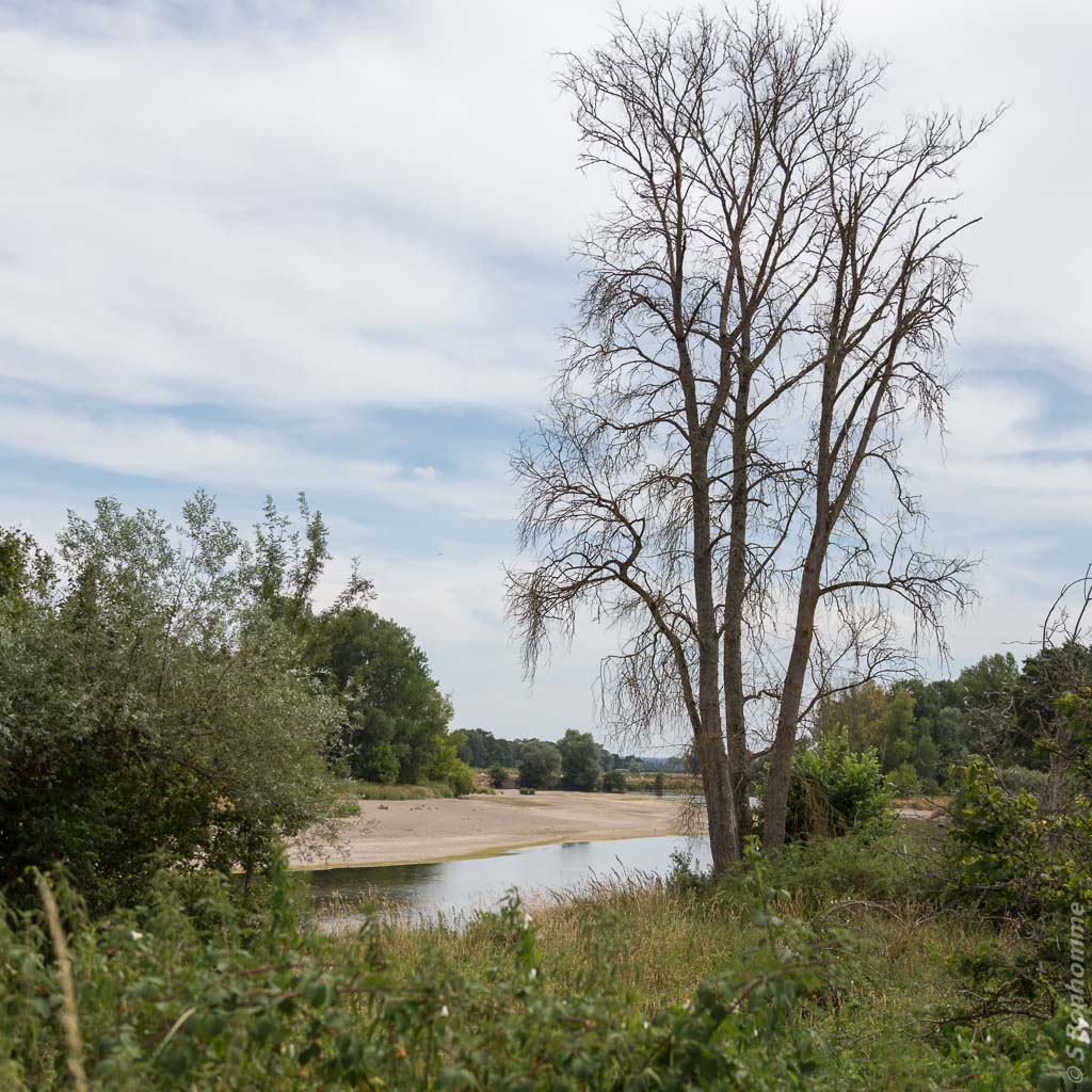 L'allier vue depuis le Cher.