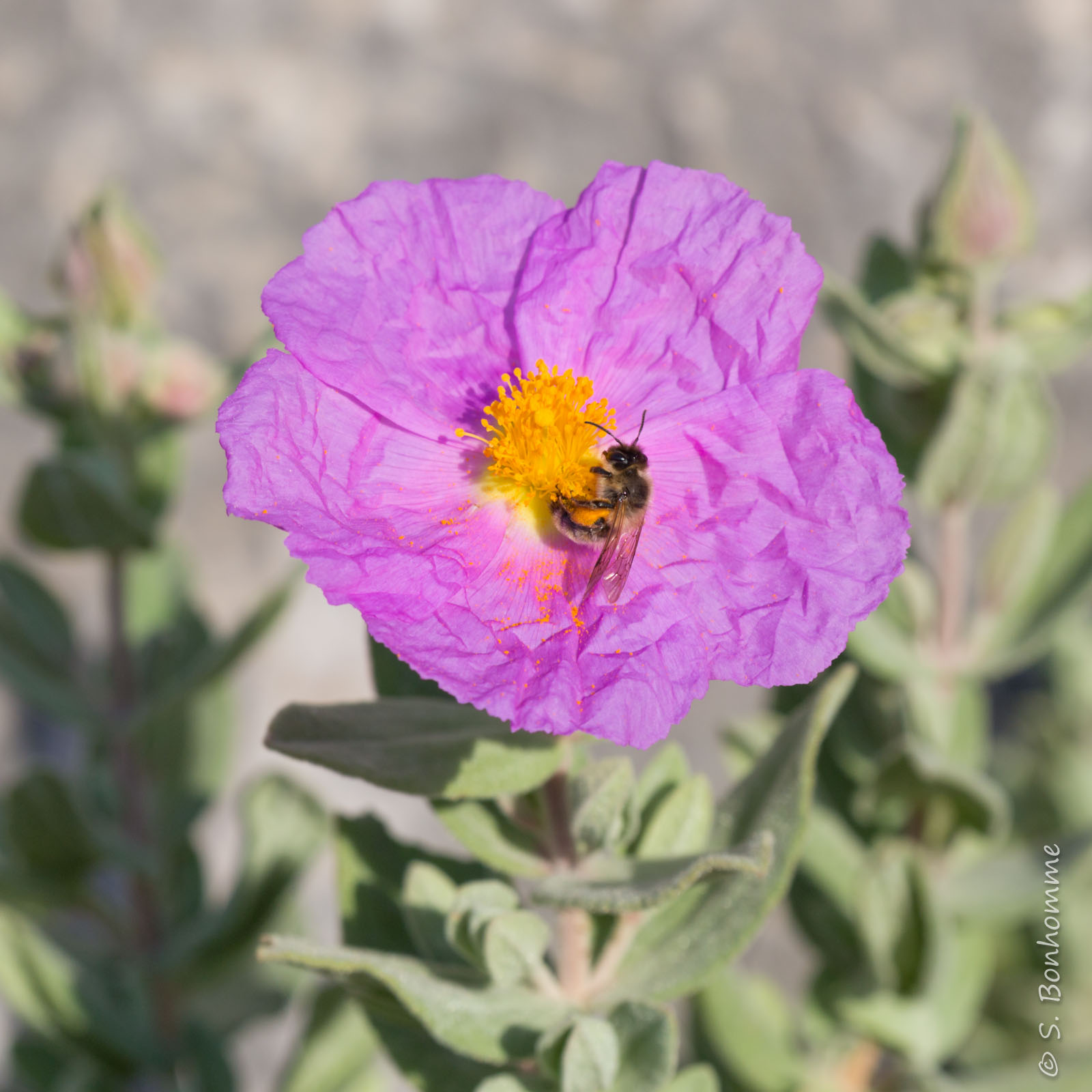 Cistus albidus