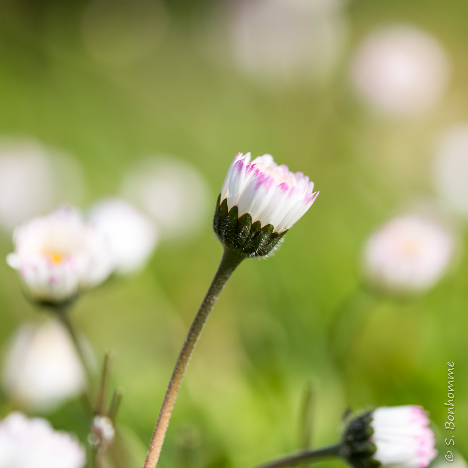 Bellis perennis