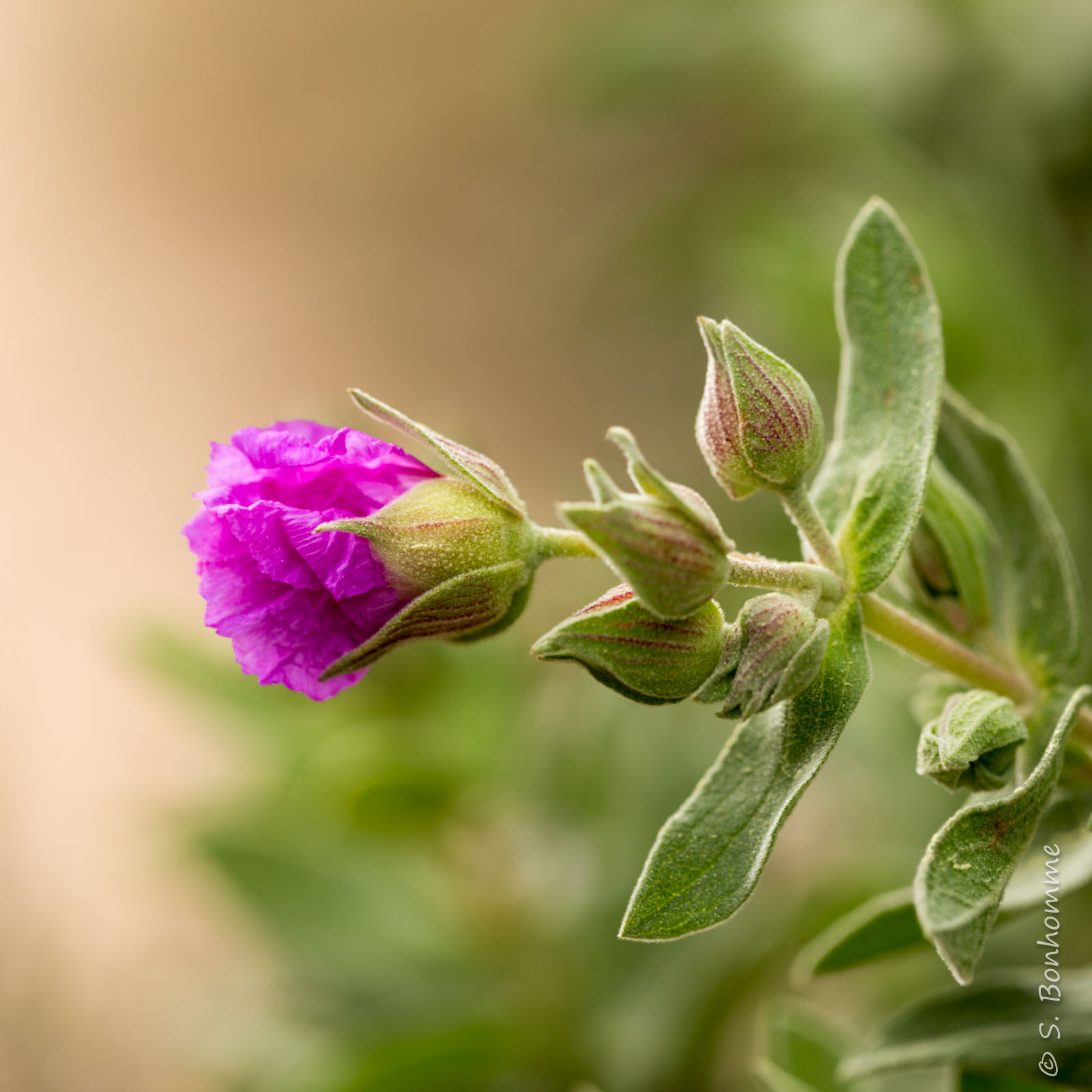 Cistus albidus