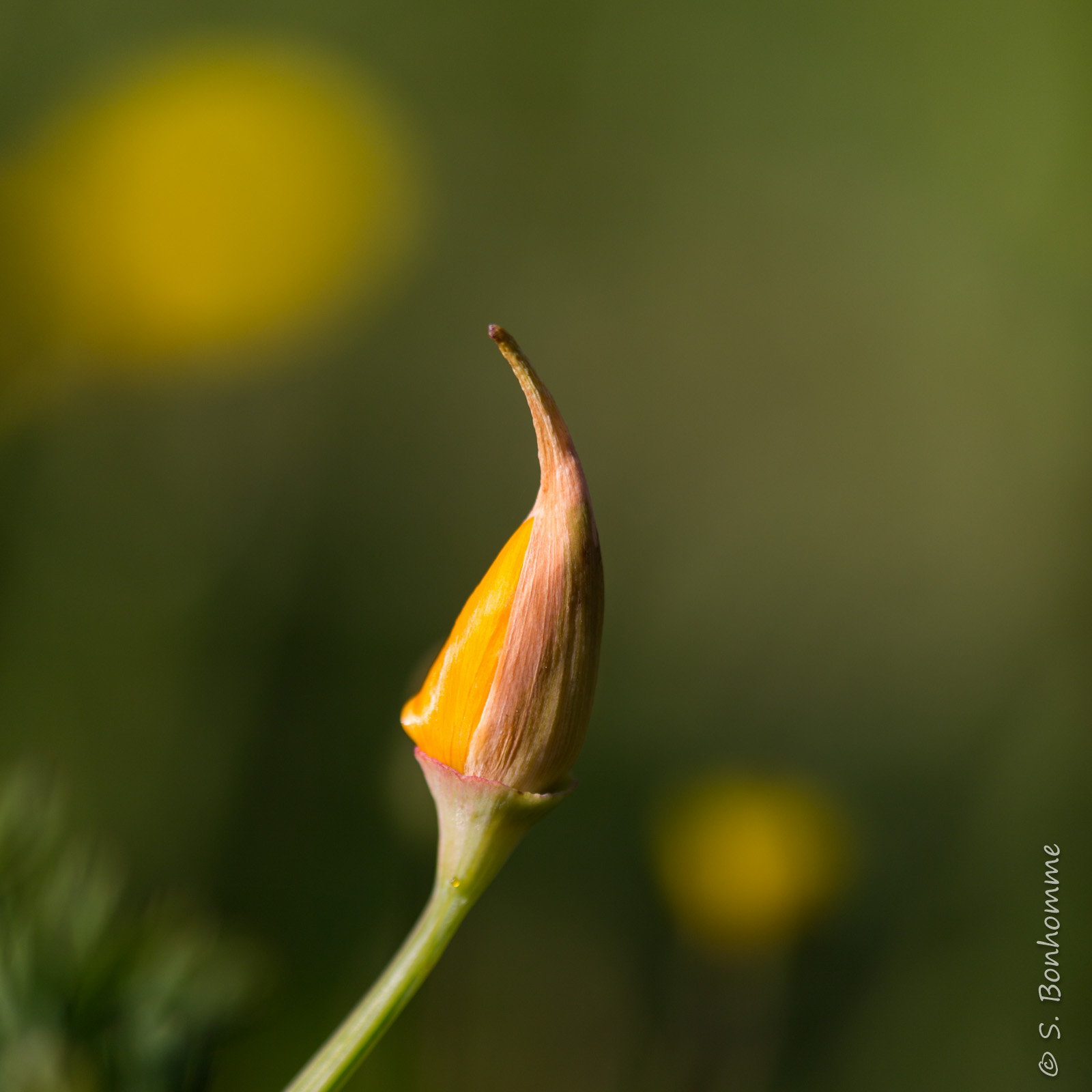 Eschscholzia californica