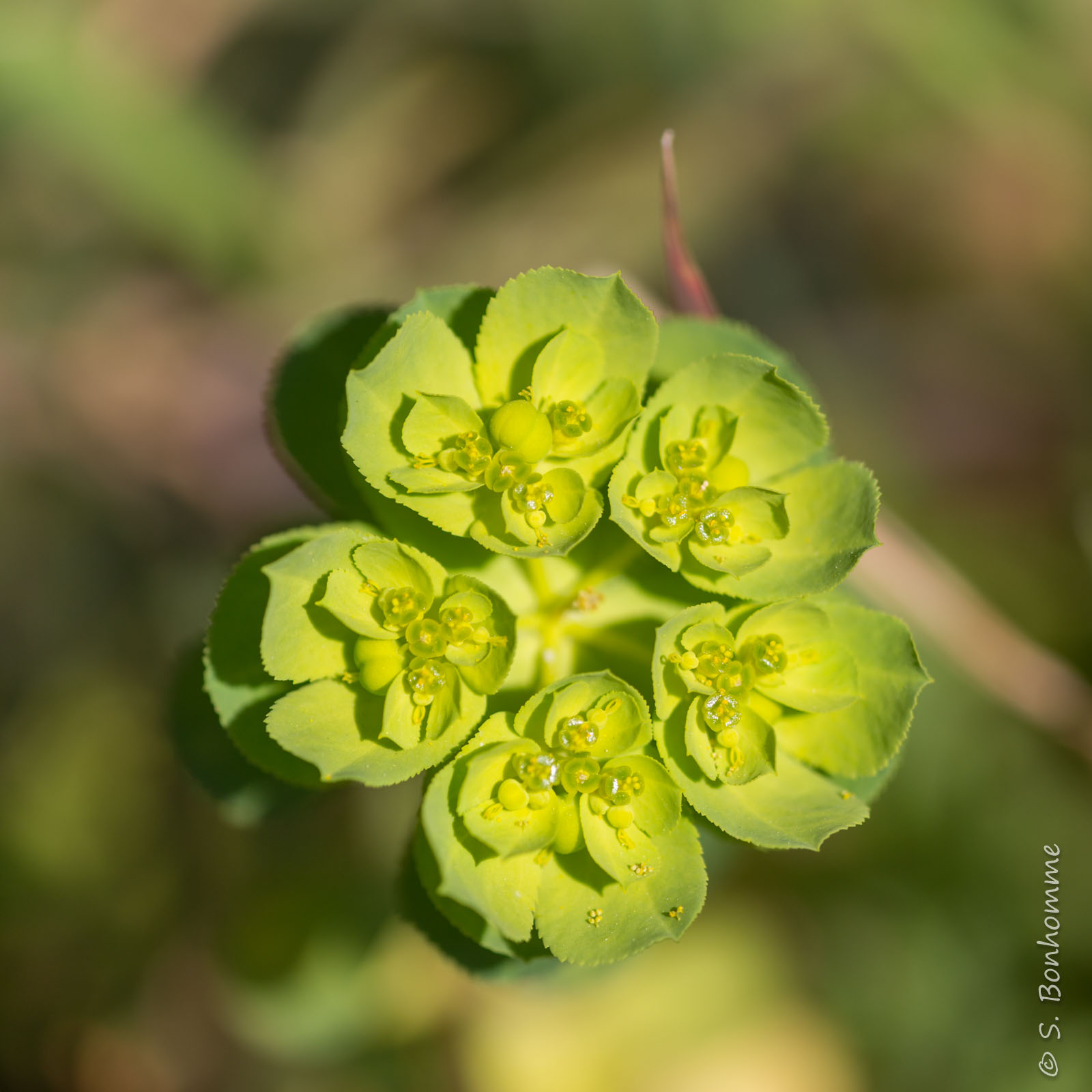 Euphorbia helioscopia