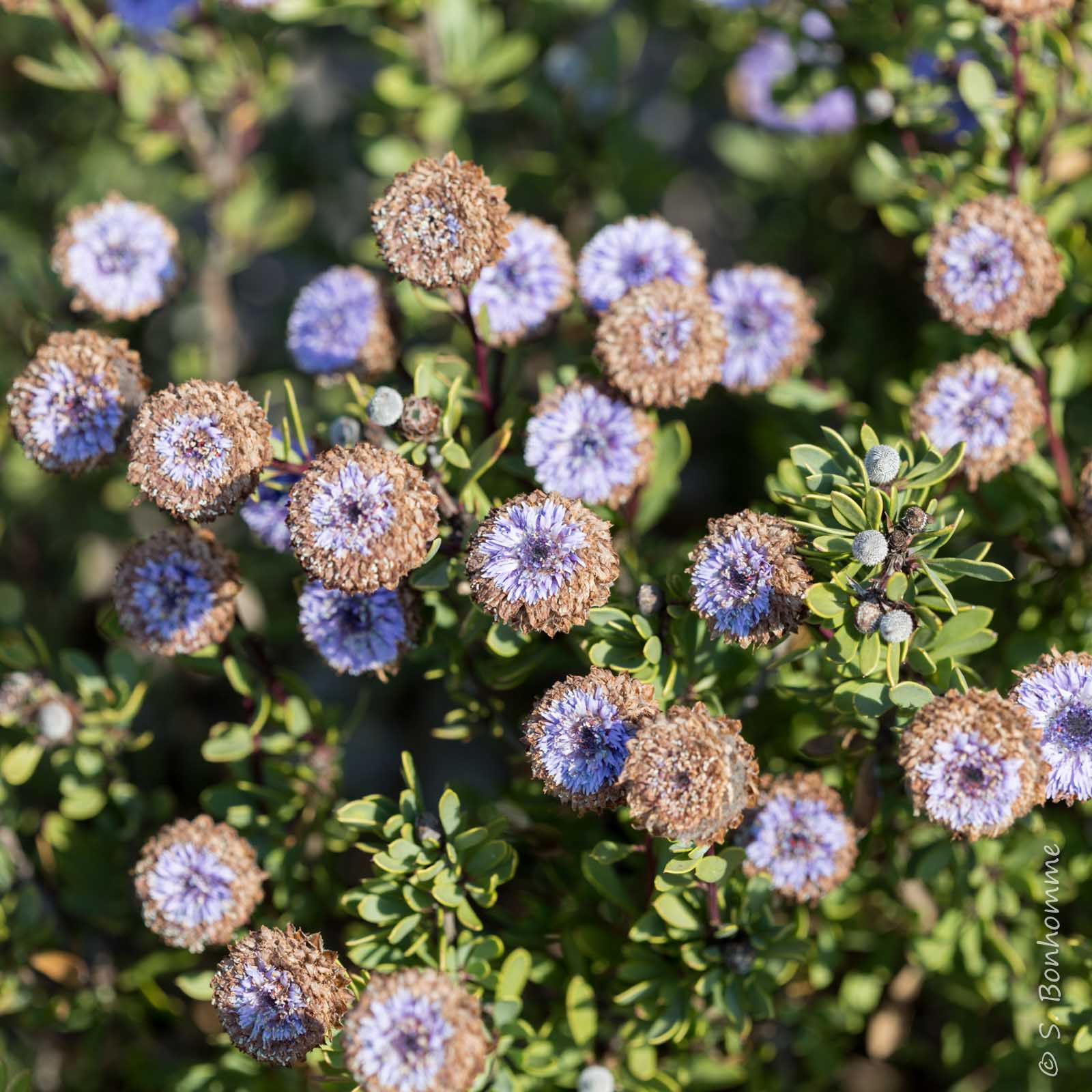 Globularia alypum