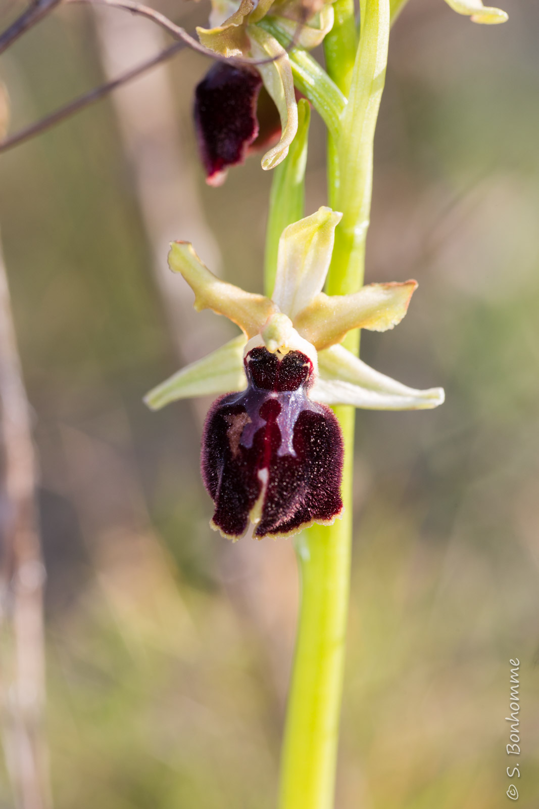 Ophrys arachnitiformis