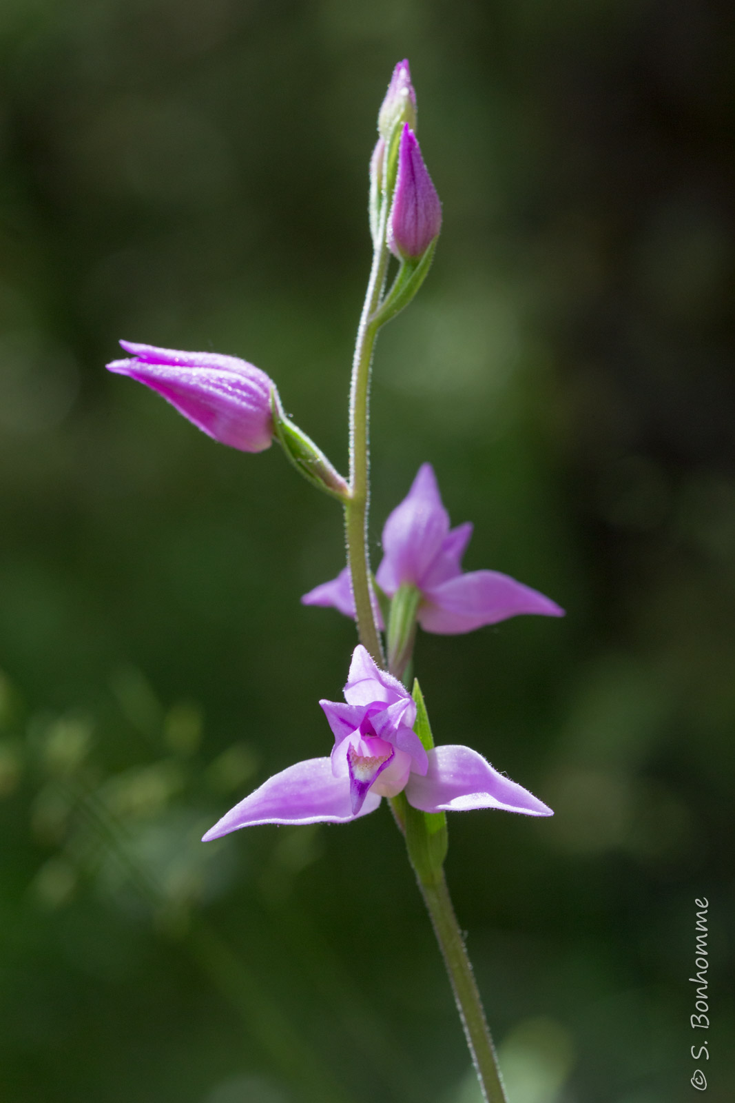 Cephalanthera rubra