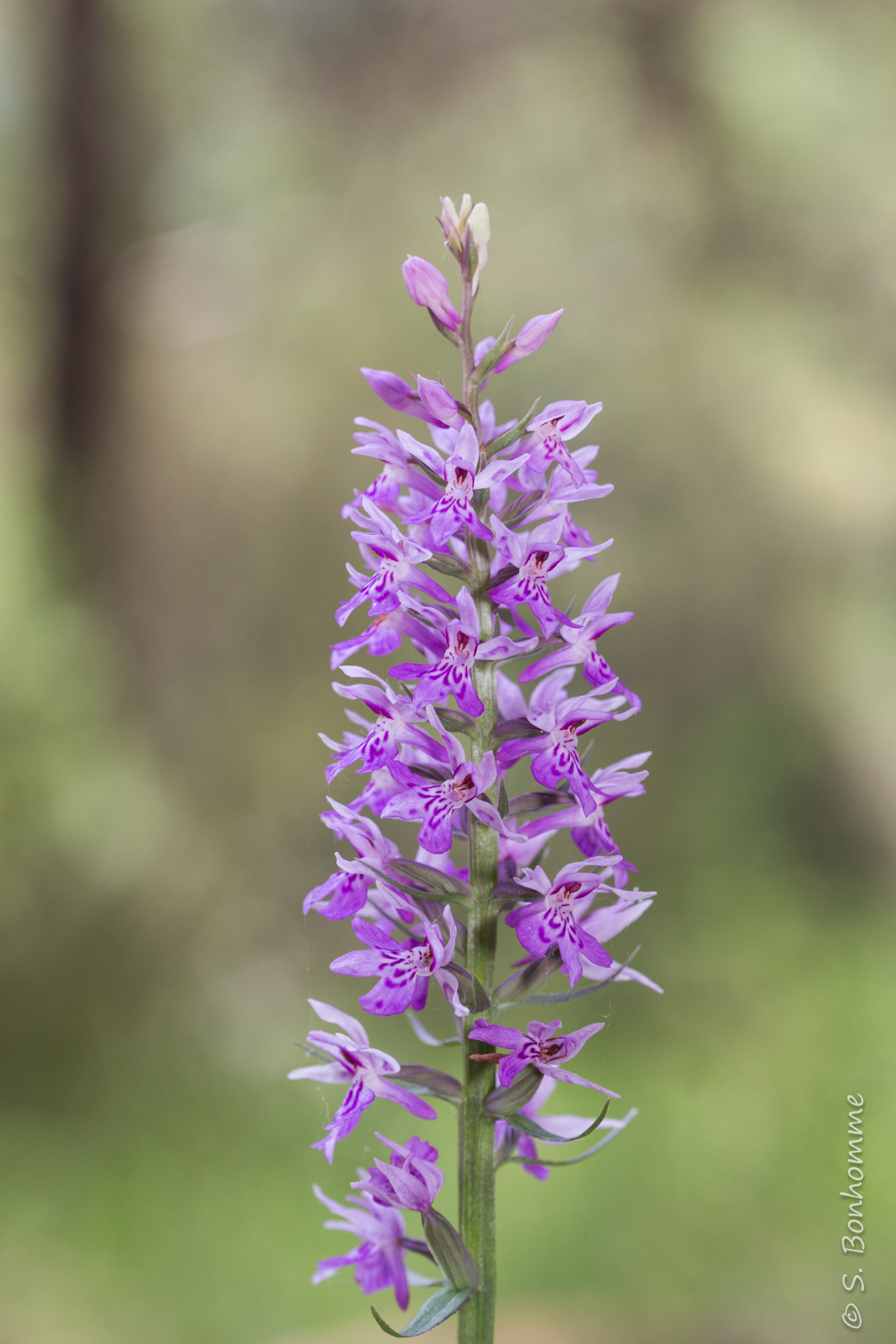 Dactylorhiza fuchsii