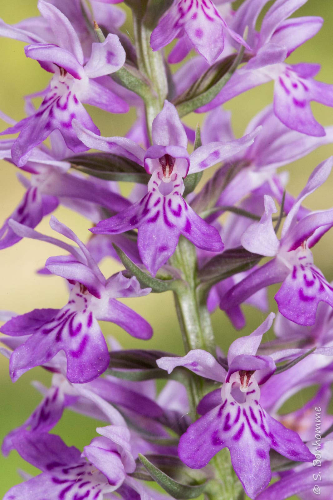 Fleur de Dactylorhiza fuchsii