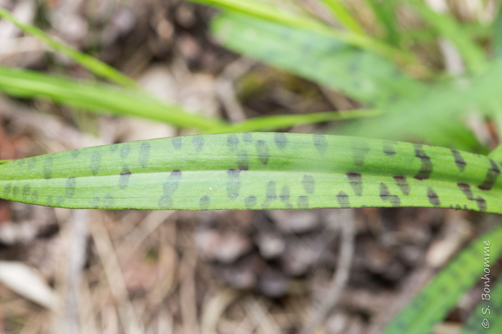 Feuille de Dactylorhiza fuchsii