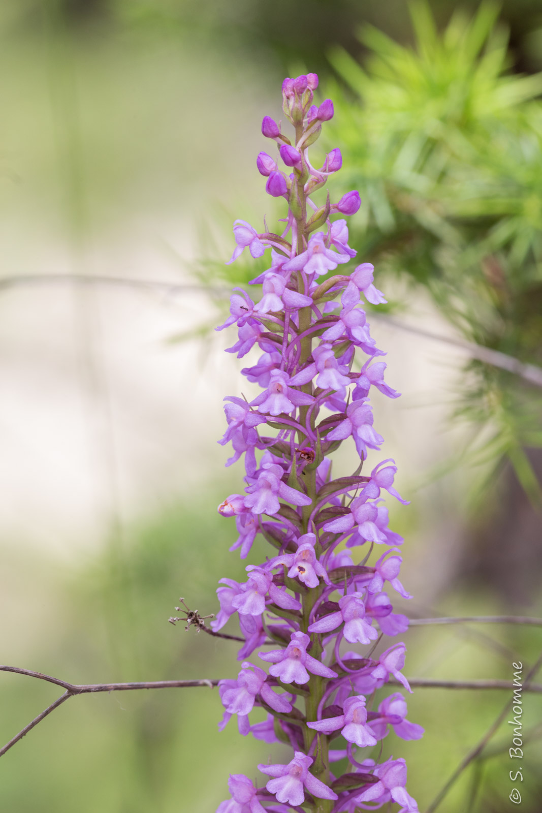 Gymnadenia conopsea