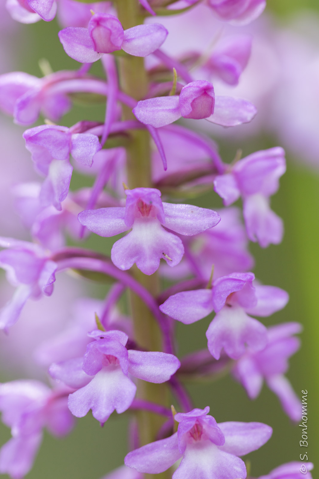 Fleurs de Gymnadenia conopsea