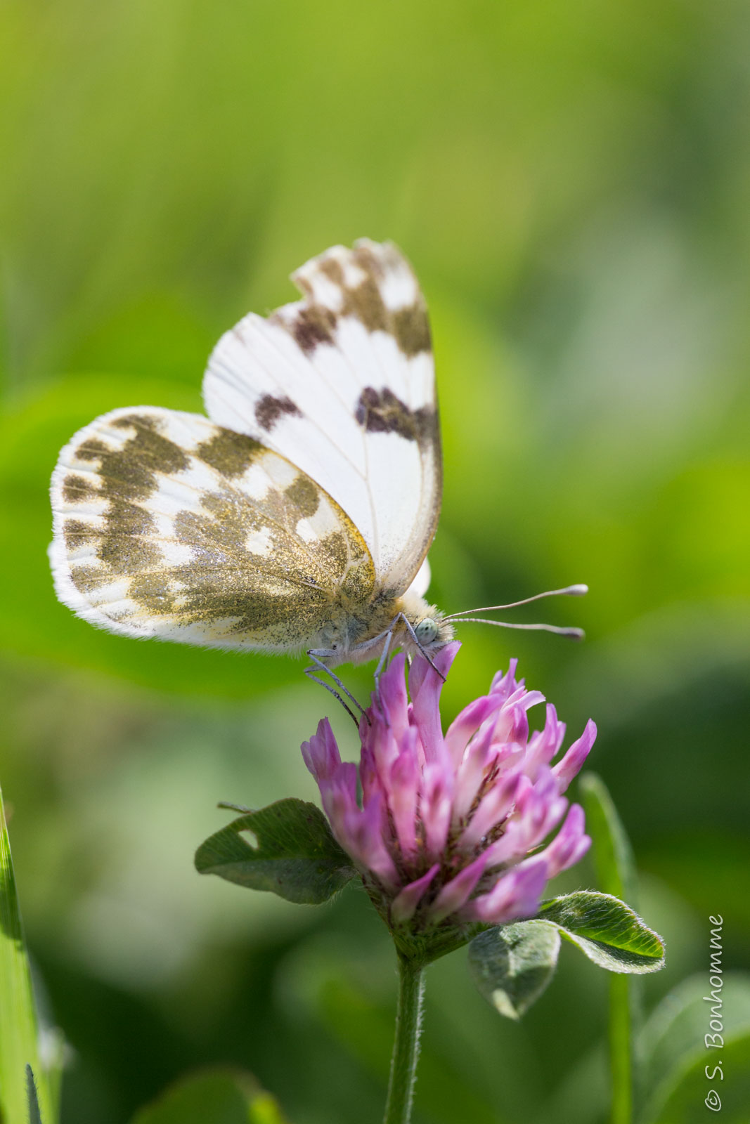 papillon qui a soif