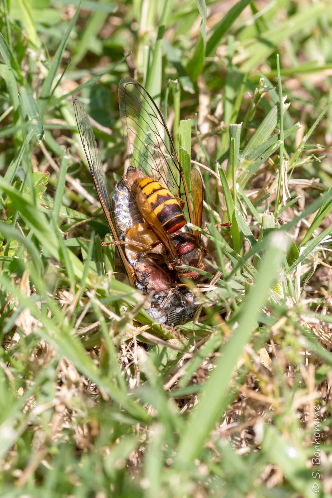 Lyristes plebejus et Vespa crabro