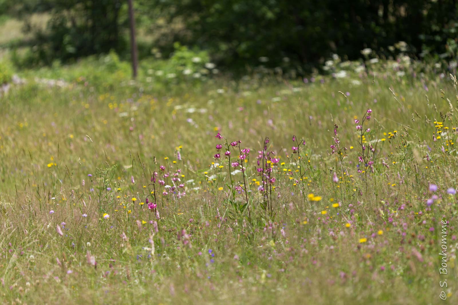 Prairie alpine