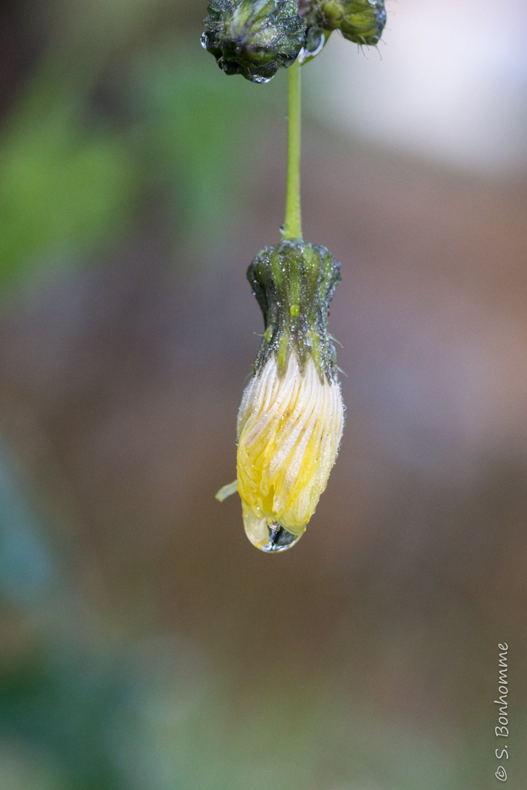 Goutte au nez