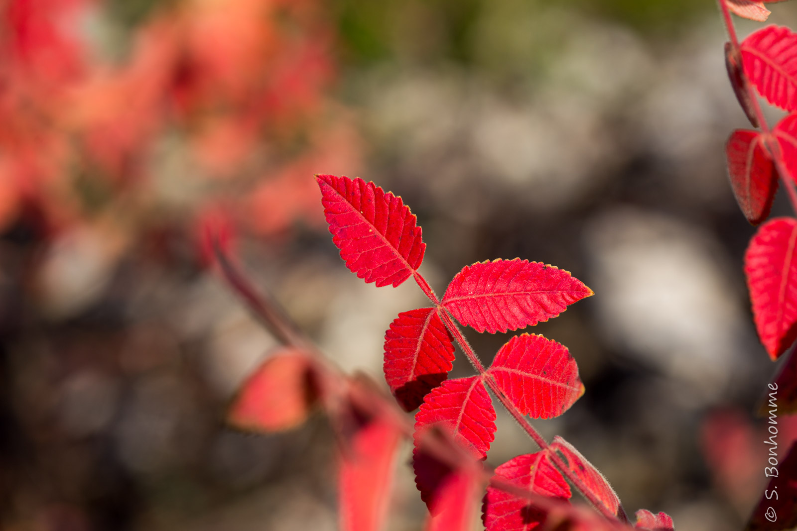 Rouge d'automne