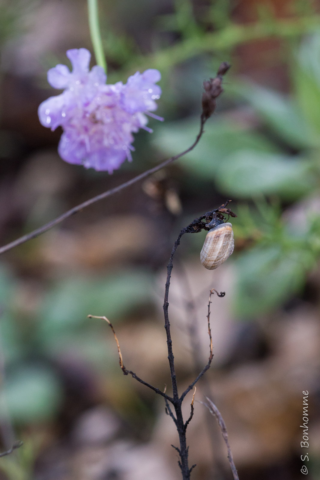 L'escargot sur son arbre mort