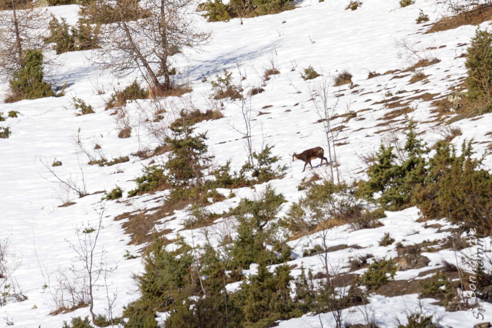 Chamois