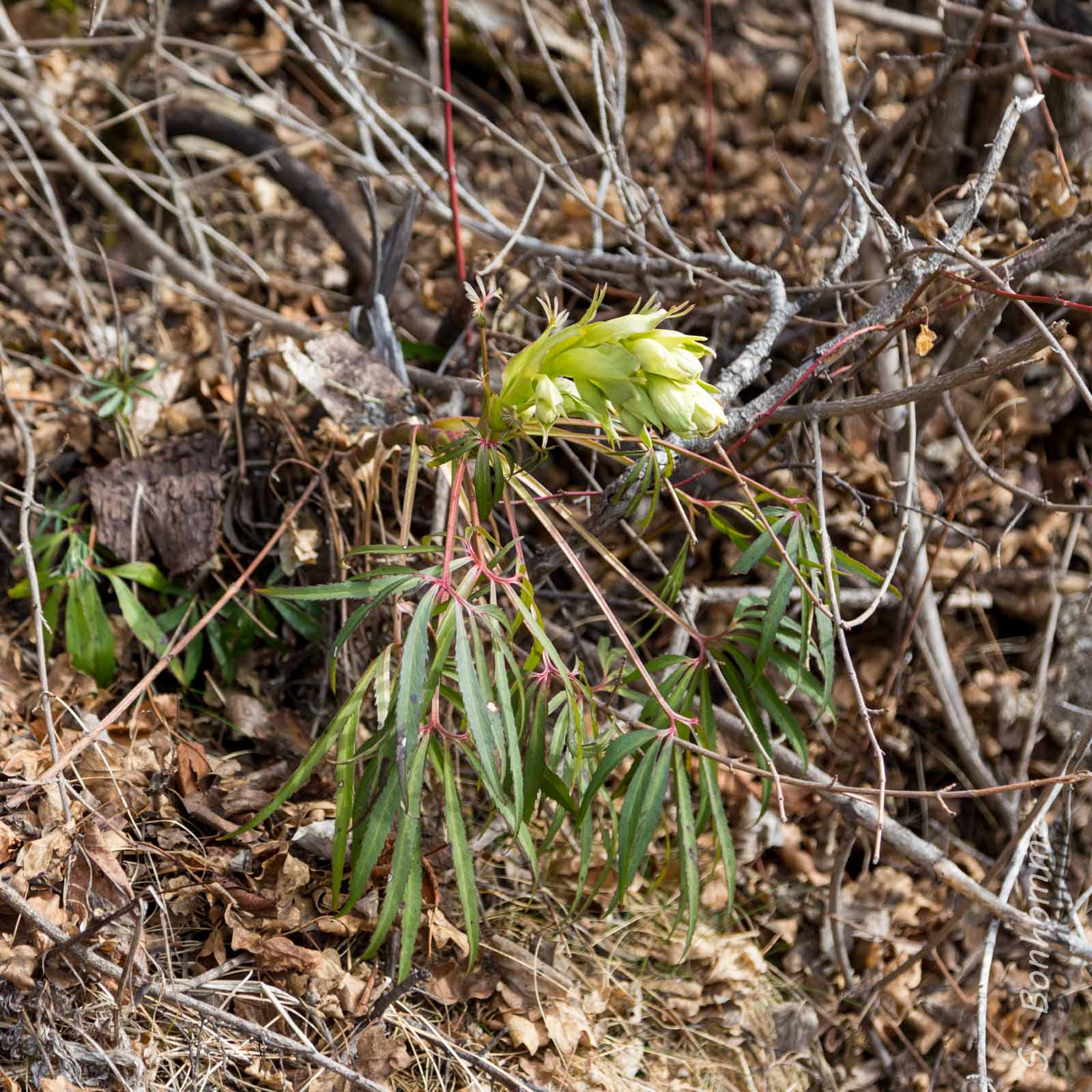 Hellebore fétide