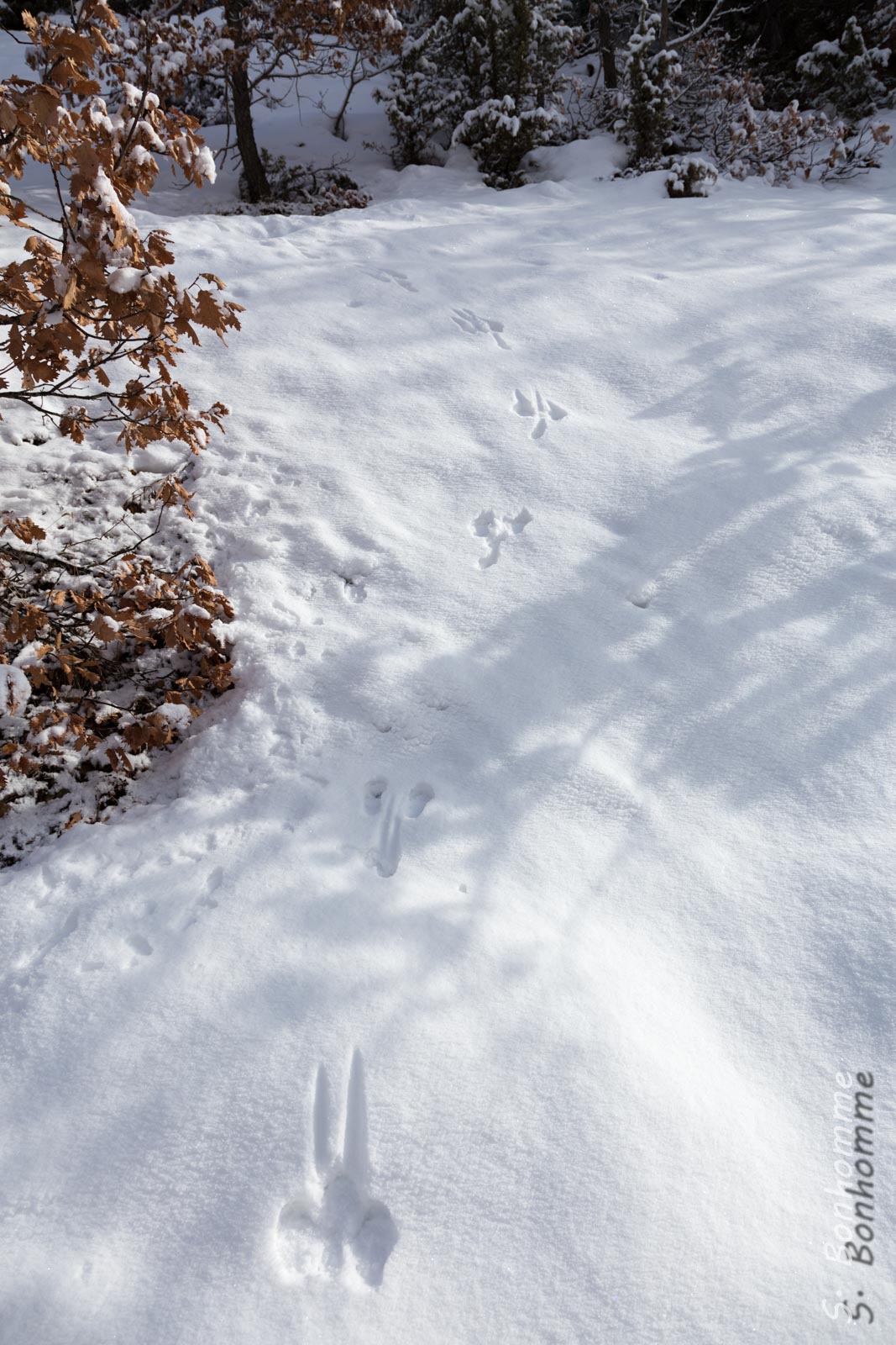 Traces de lièvre