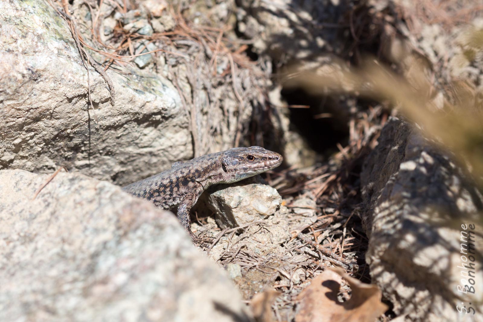 Lézard des murailles