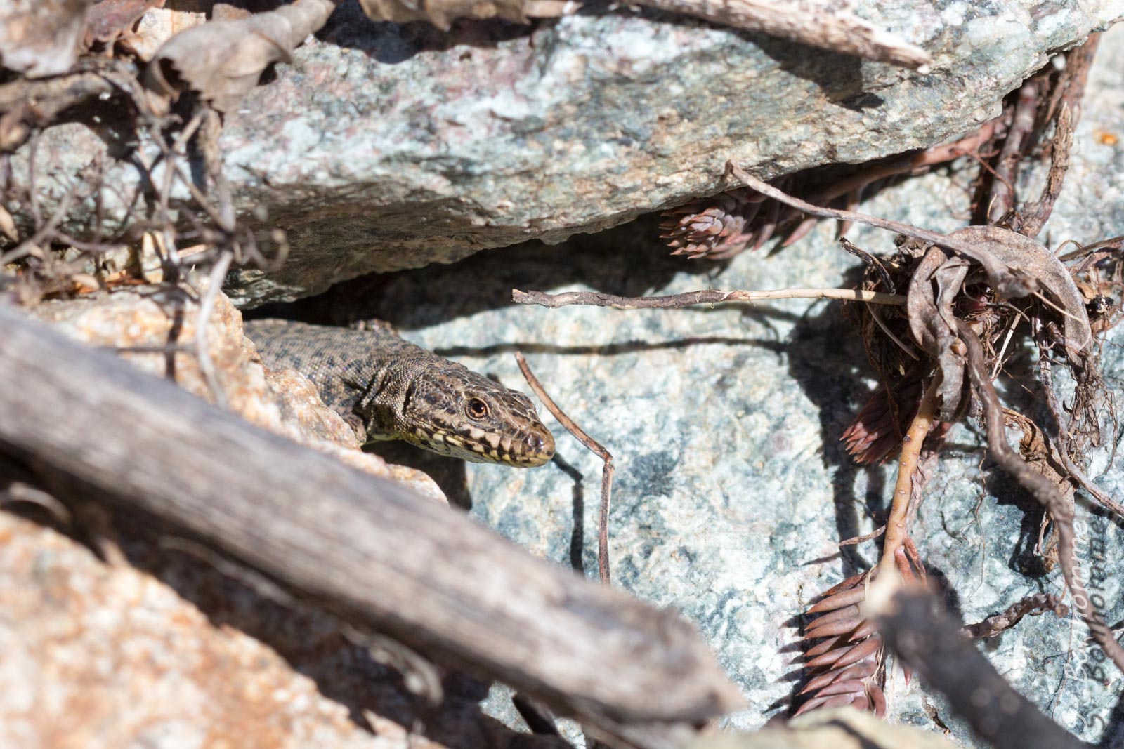 Lézard des murailles