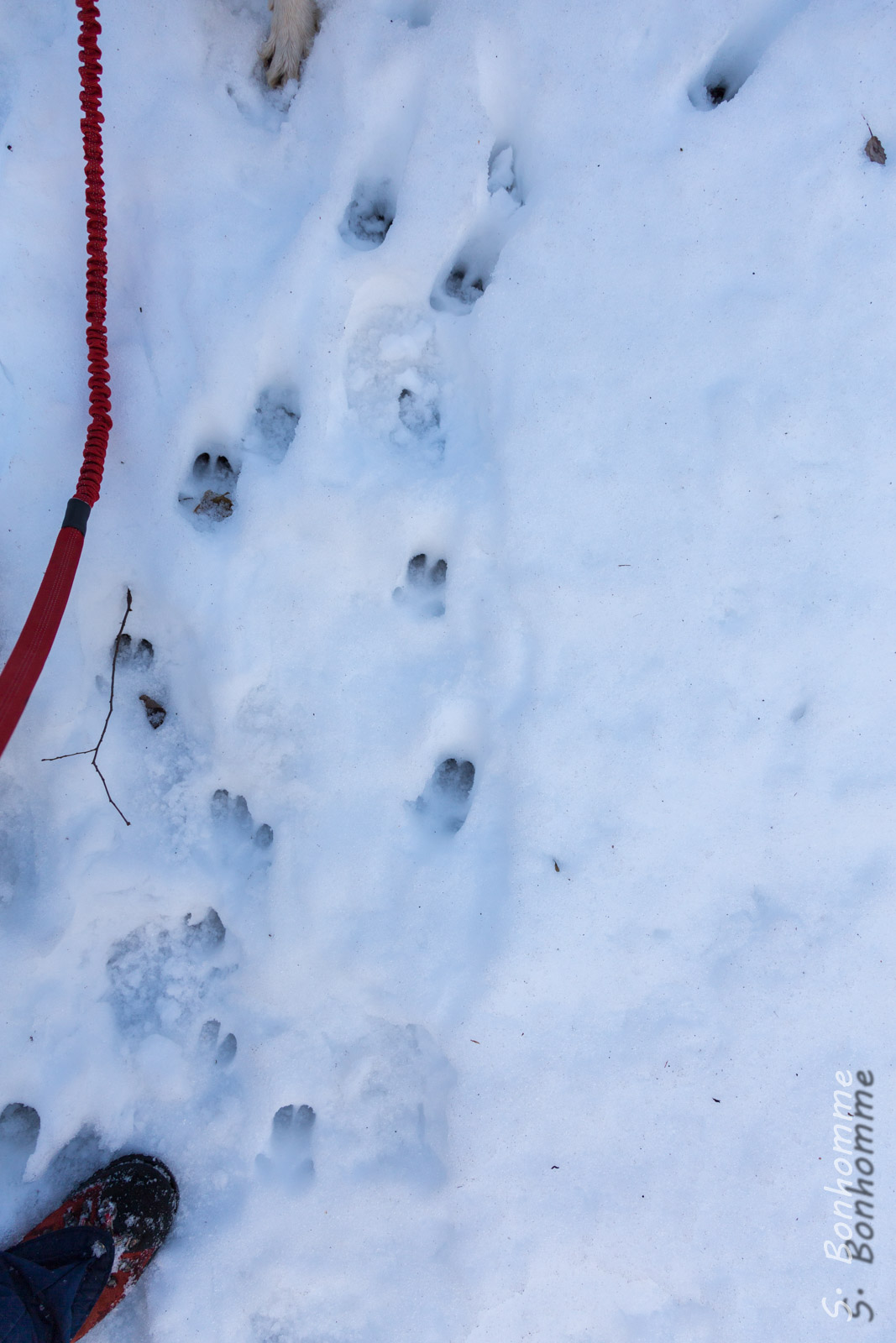 Traces de sanglier