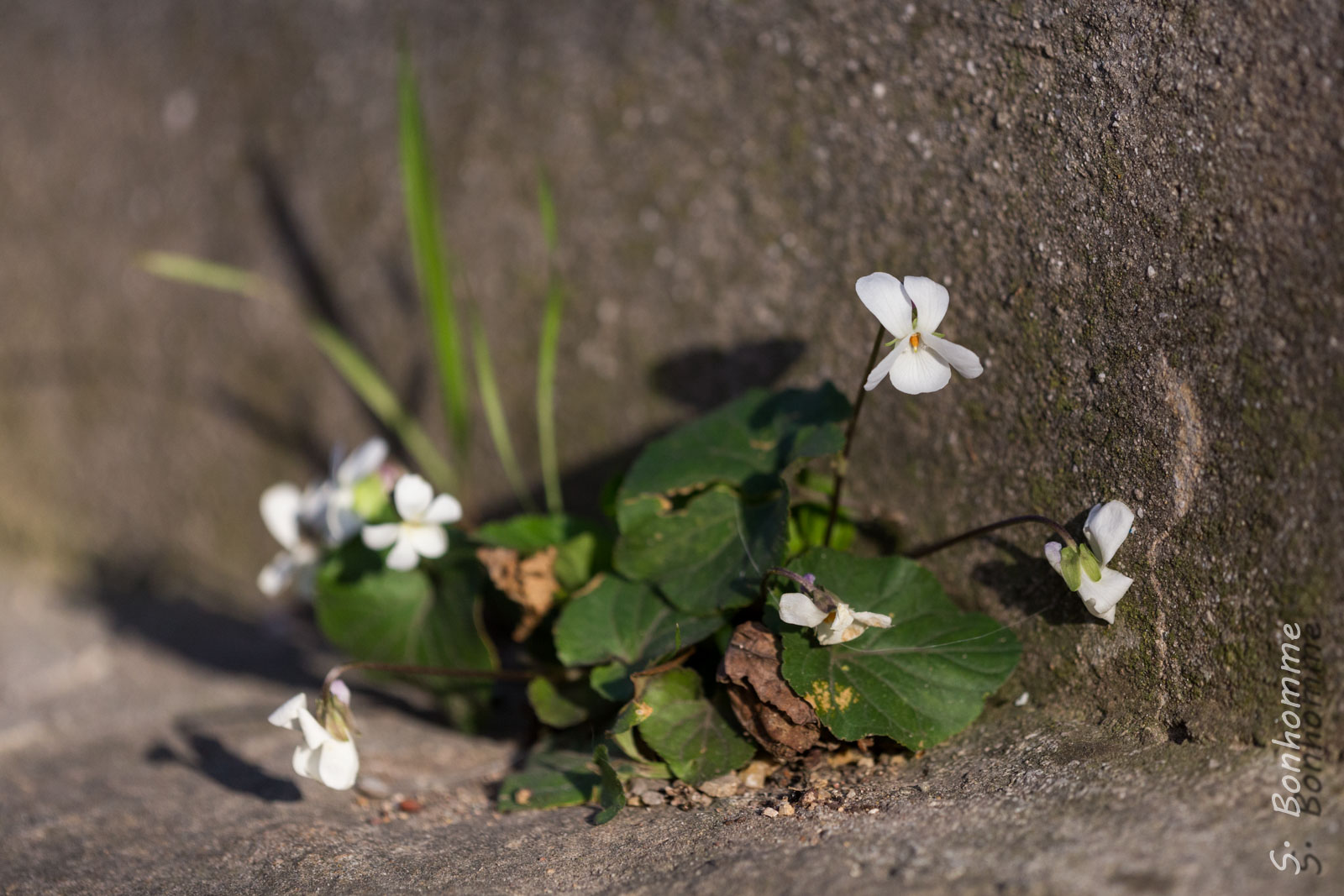 Violette blanche