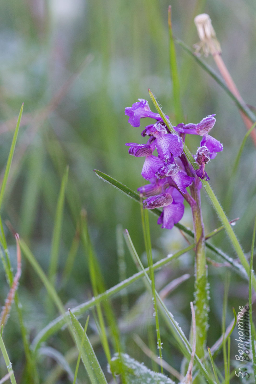 Orchis bouffon (Anacamptis morio)