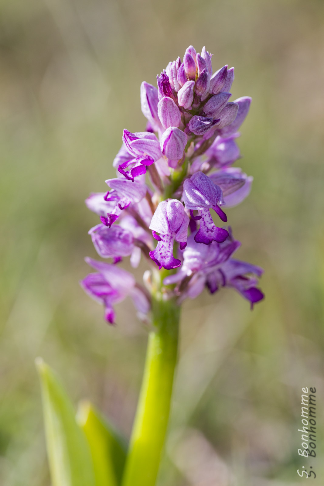 Orchis guerrier (Orchis militaris)