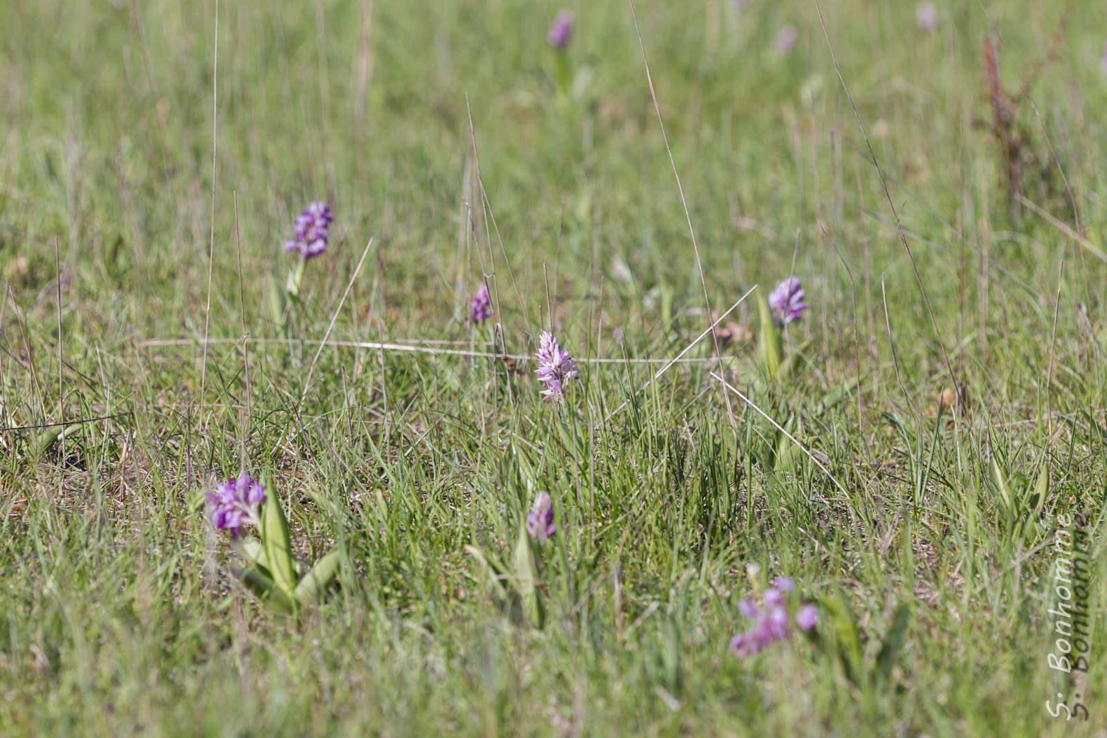 Orchis guerrier (Orchis militaris)