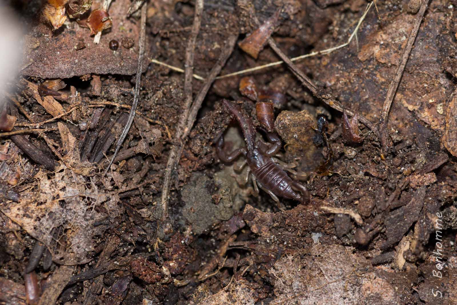 Scorpion / Euscorpius sp. flavicaudis