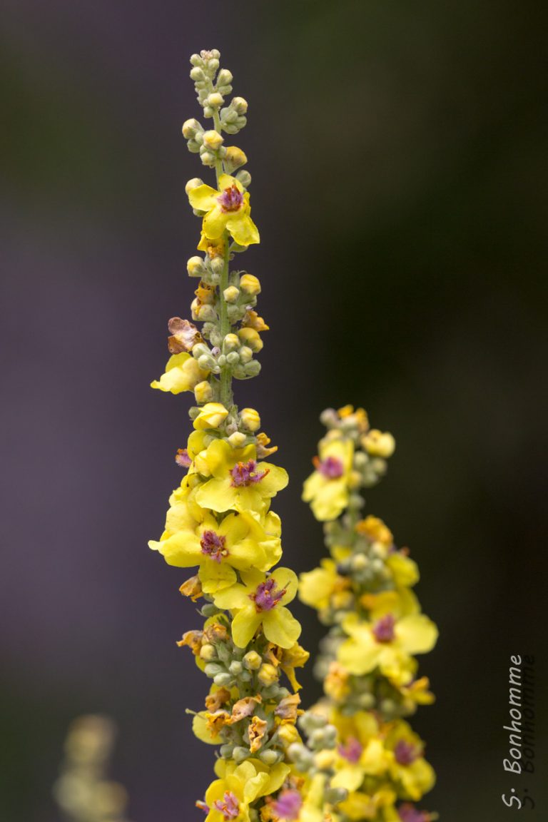 bouillon blanc Verbascum thapsus
