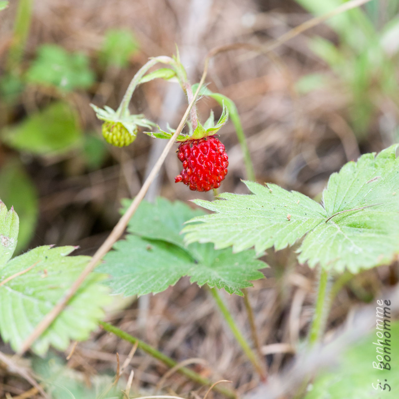 Fraise des bois