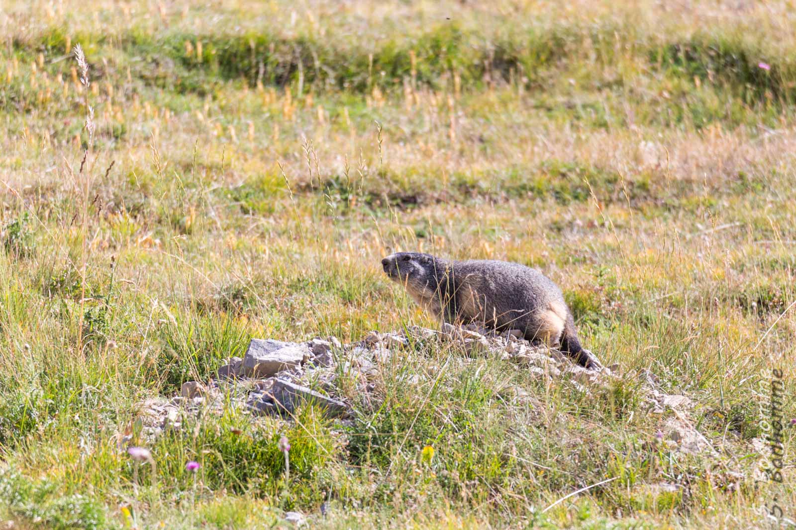 Marmotte des Alpes