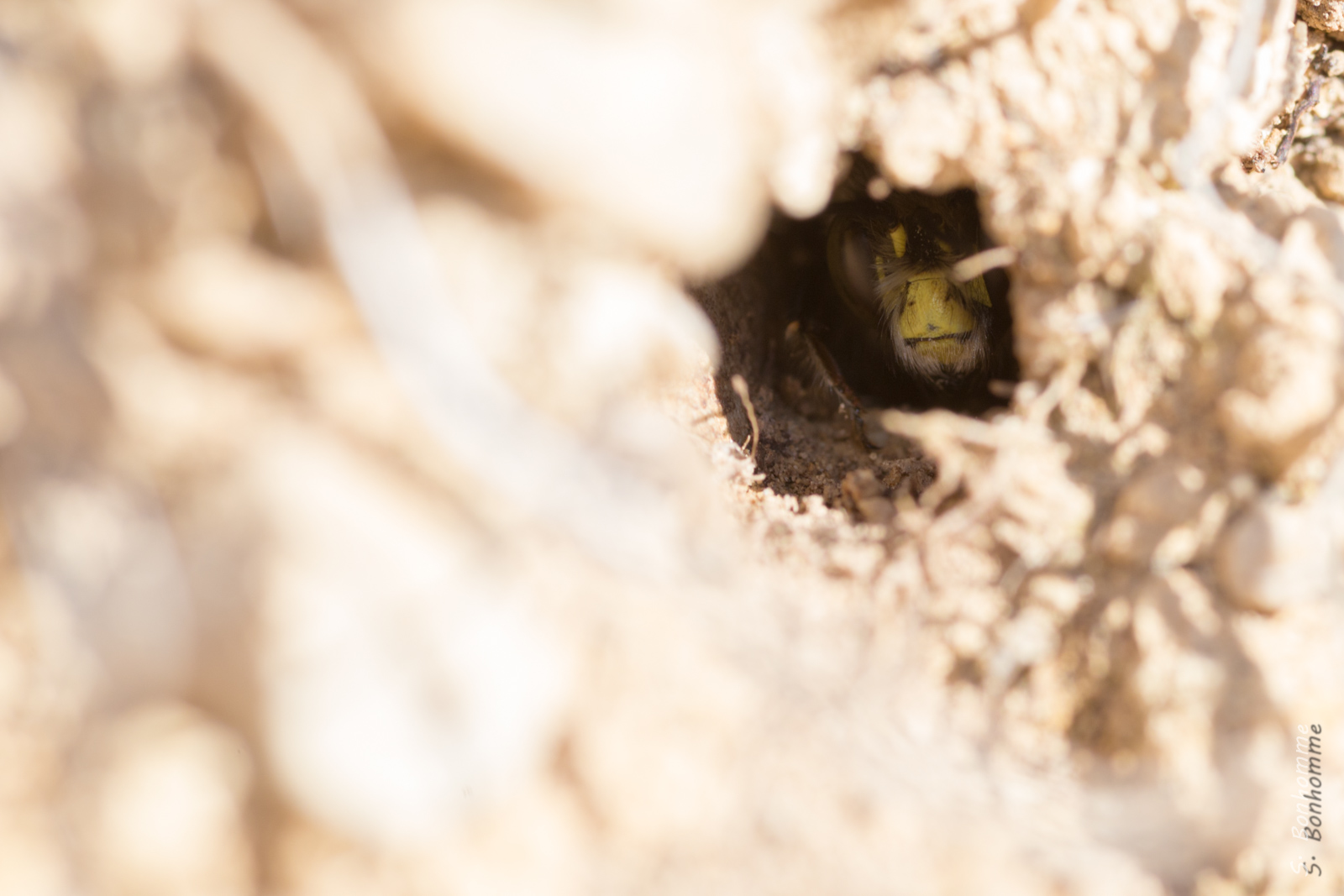 Anthophora plumipes dans son trou