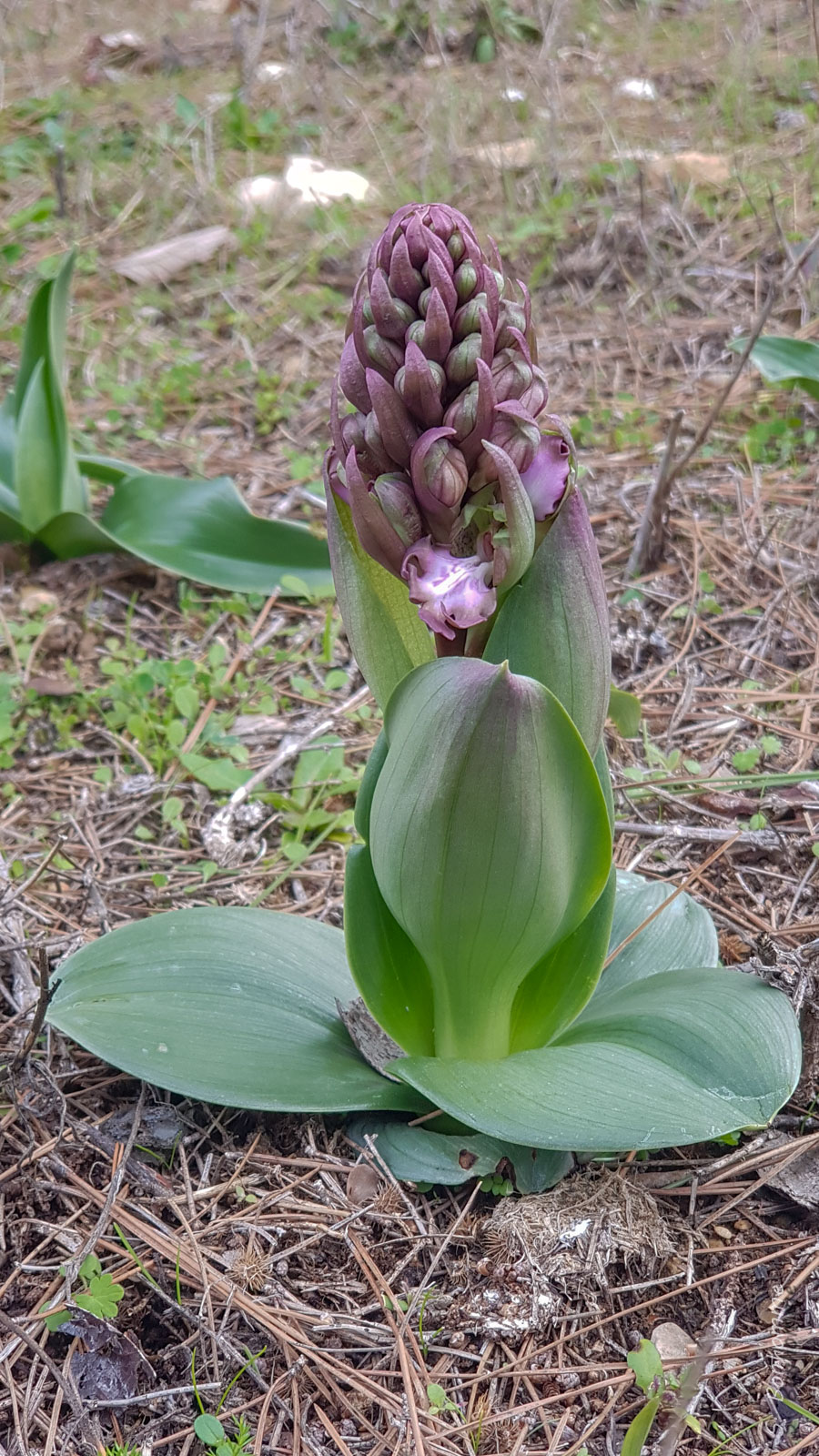 Himantoglossum robertianum