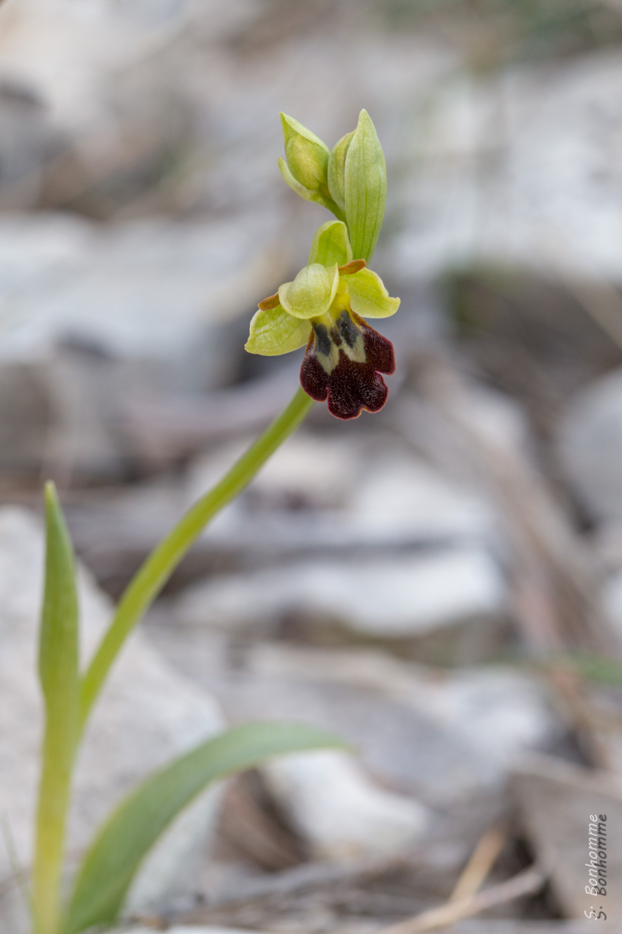 Ophrys fusca