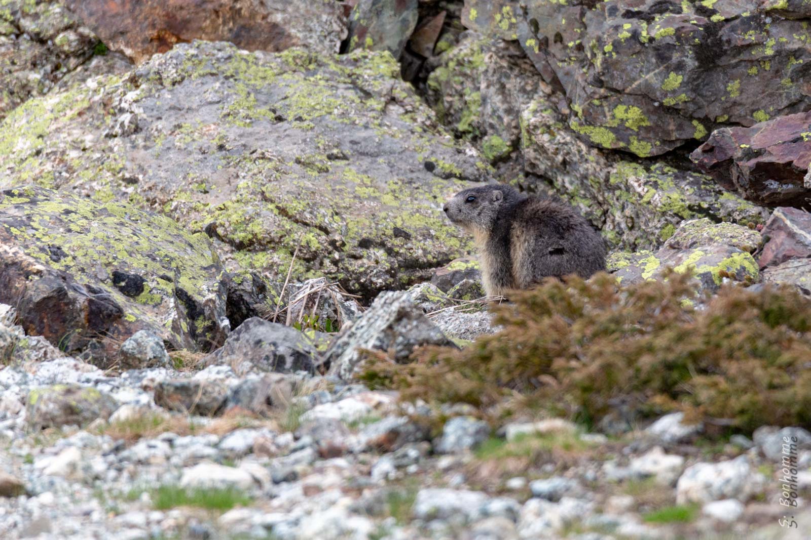 Marmotte de mer