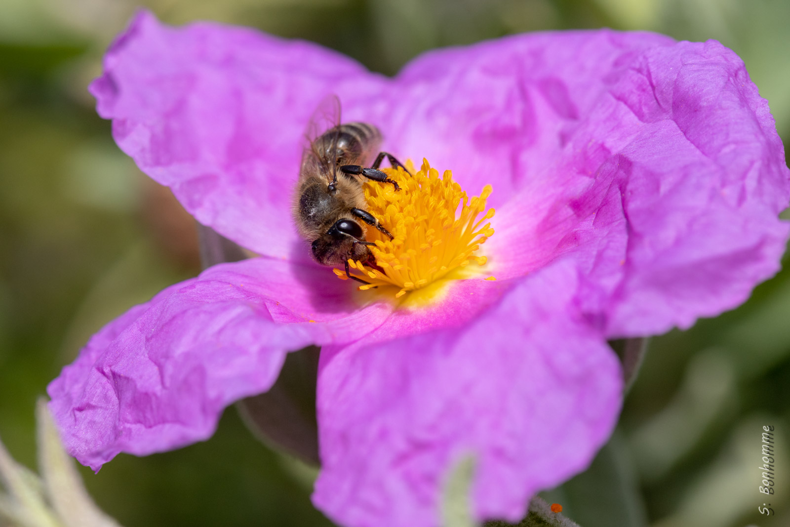 Abeille européenne