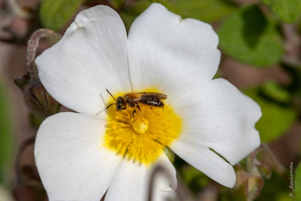 Abeille solitaire