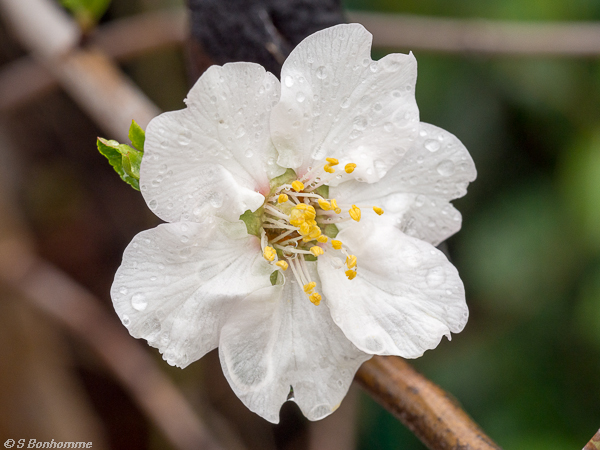 Fleur d'amandier