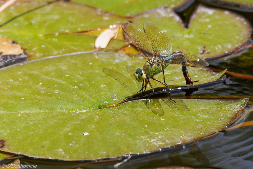 Anax imperator femelle