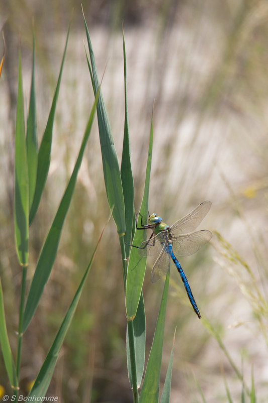 Anax imperator