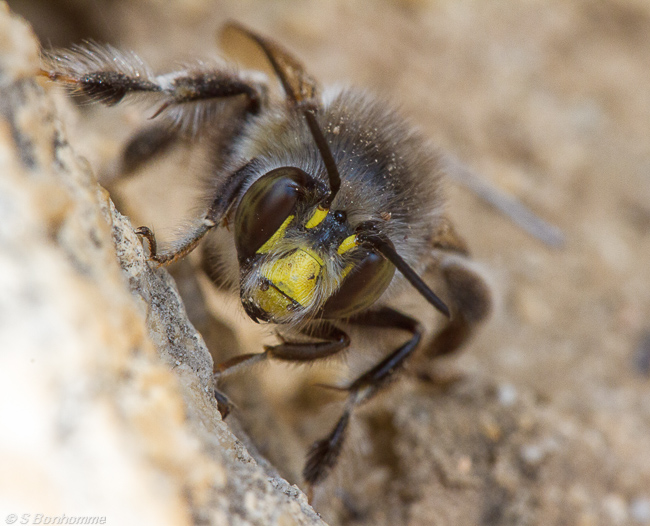 Anthophora plumipes mâle