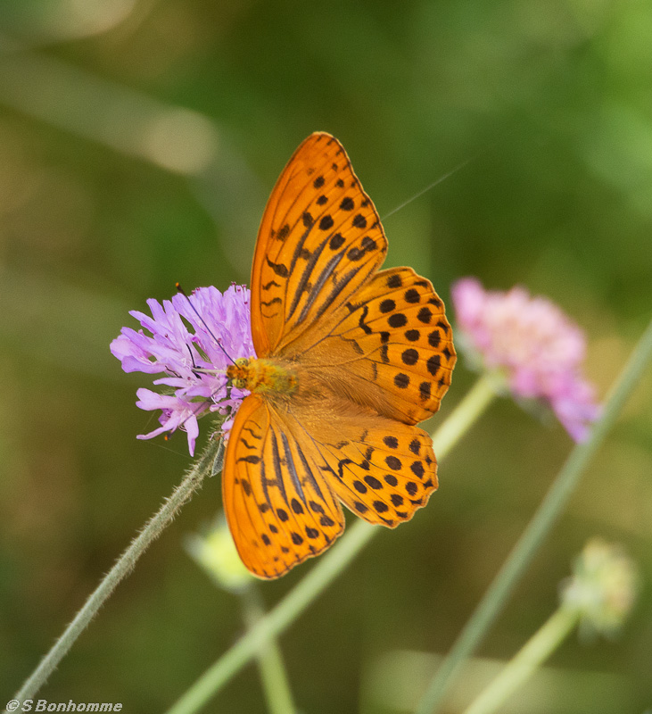 Argynnis_paphia