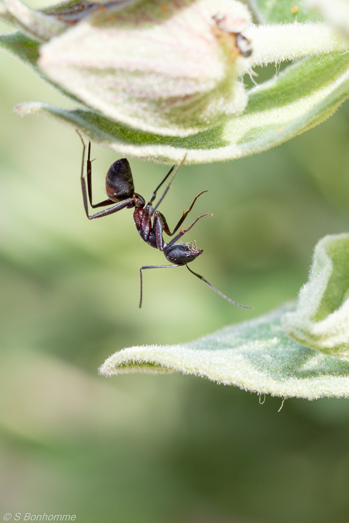 Camponotus cruentatus acrobate