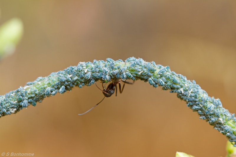 Camponotus cruentatus et pucerons
