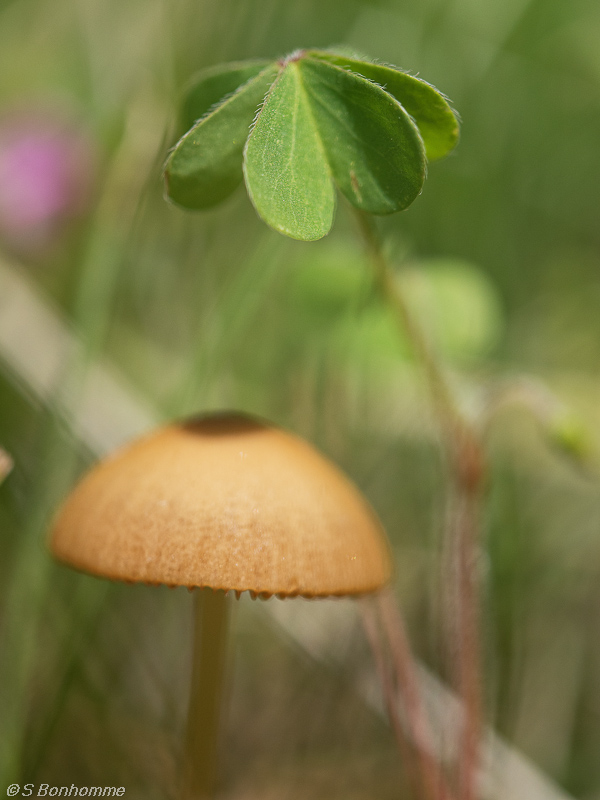 Champignon à l'ombre