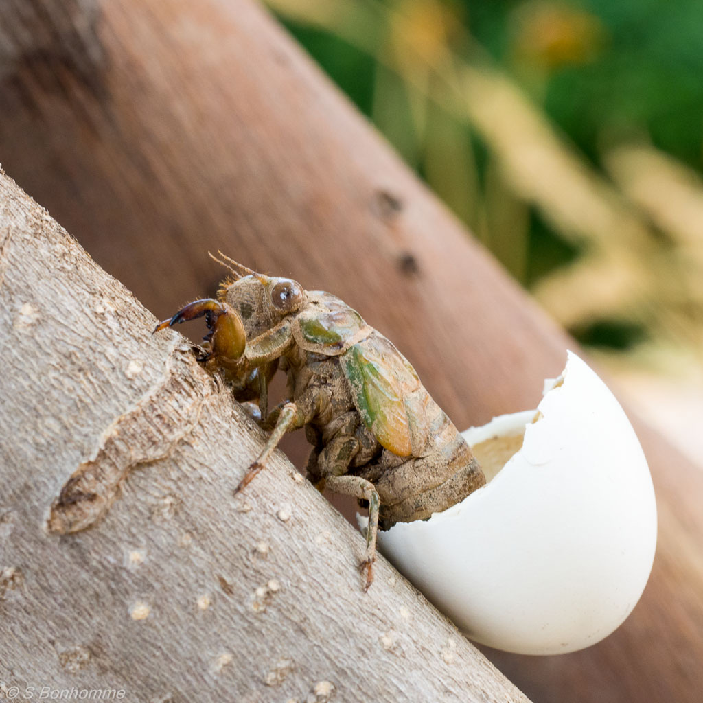 Larve de Lyristes plebejus